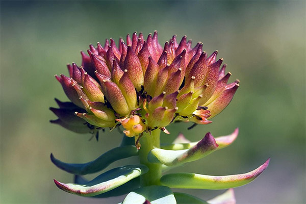 Rhodiola rosea