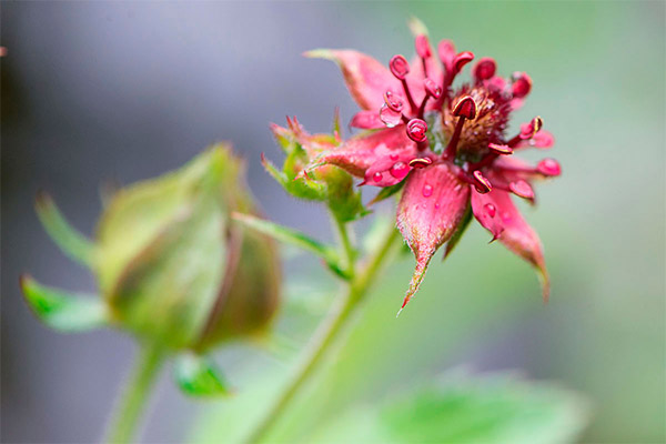 Cinquefoil zarnām