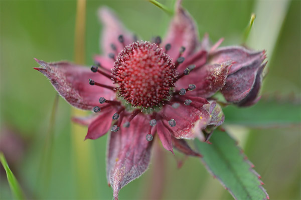 Cinquefoil aknām