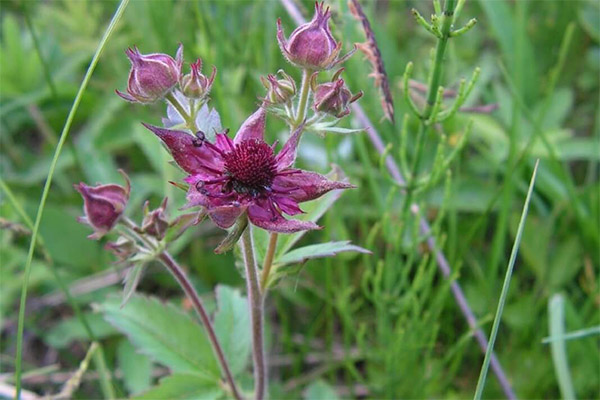 Cinquefoil spiedienam