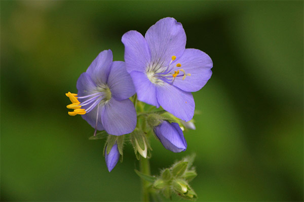 Blue anemone in folk medicine