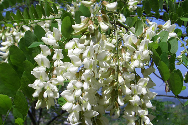 Japanese Sophora in traditional medicine