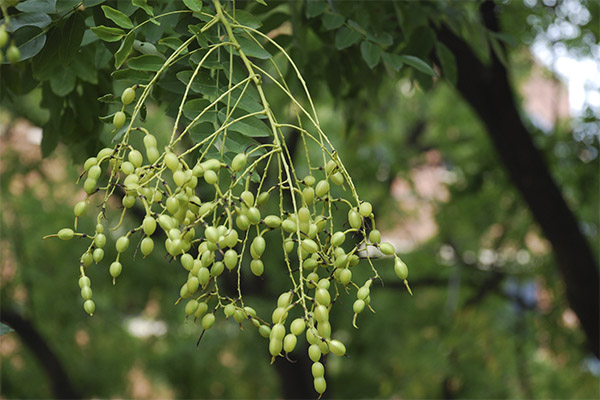 Sophora japoneză