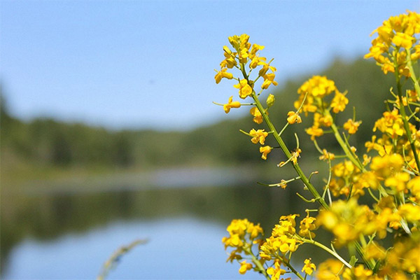 Žvilgsnis į liaudies mediciną