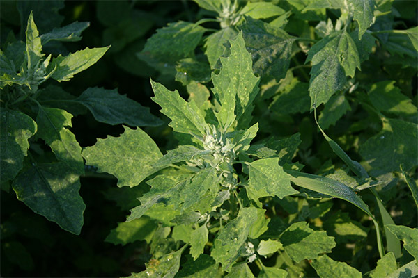 The herb quinoa in traditional medicine