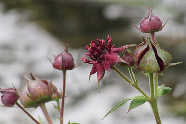 Cinquefoil herb in medicine