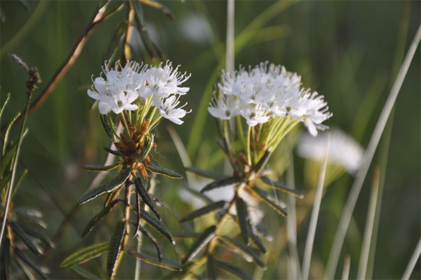 Types of medicinal composition with rosemary