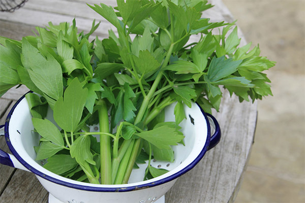 Medicininių kompozicijų su lovage tipas