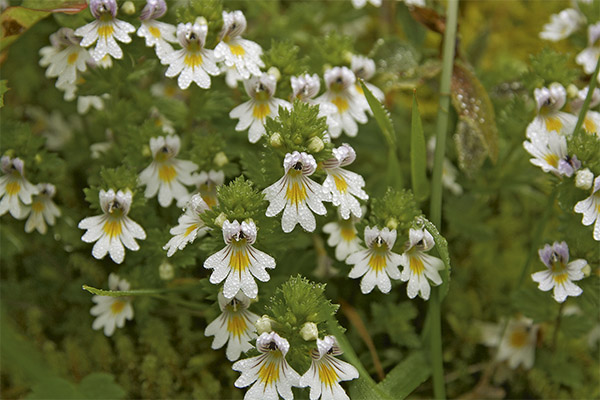 Tipuri de compoziții medicinale cu eyebright