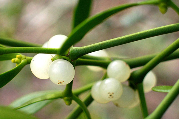 Formule de vindecare a vâscului