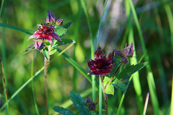 Kinds of medicinal compositions with cinquefoil