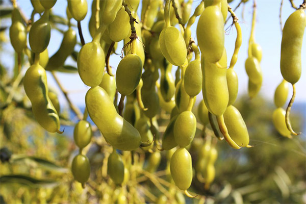 Compoziții de vindecare cu Sophora japoneză