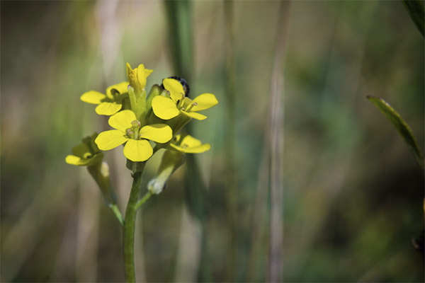 Kinds of medicinal compositions with bittercress