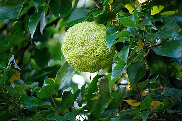 Adam's apple in folk medicine