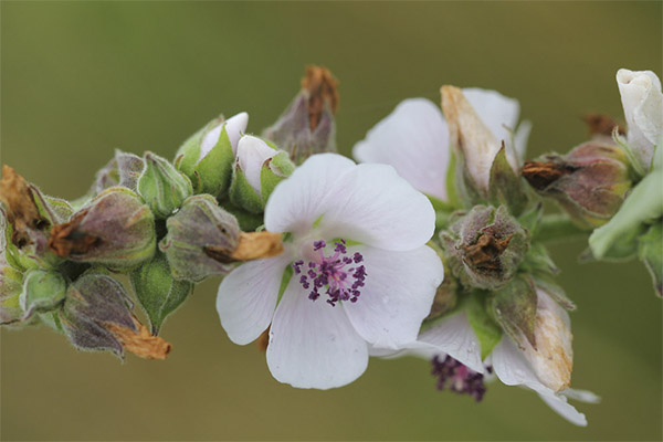 Allium in folk medicine