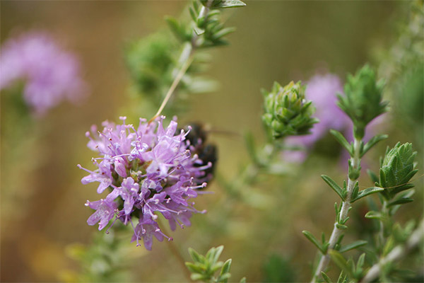 Thyme in traditional medicine