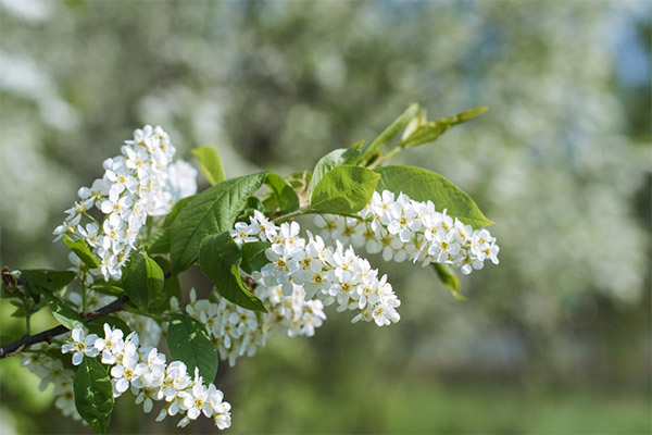 Bird cherry