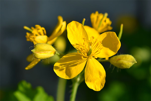 Celandine for warts