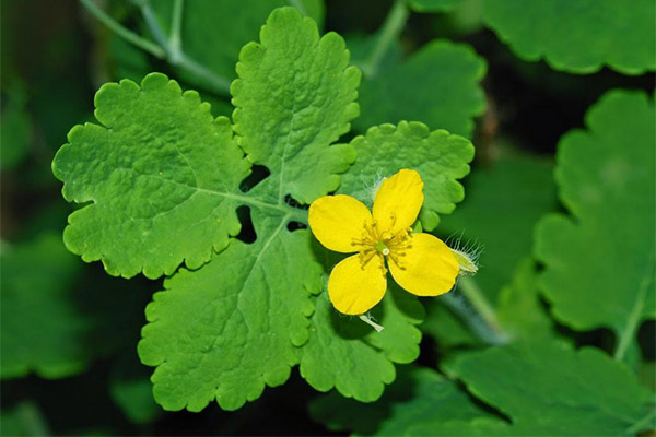 Celandine in traditional medicine