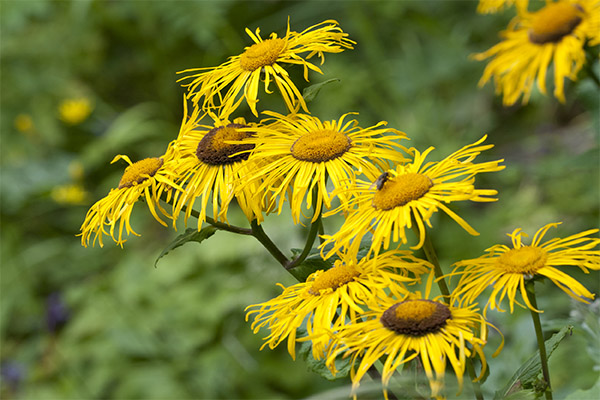 Elecampane in folk medicine