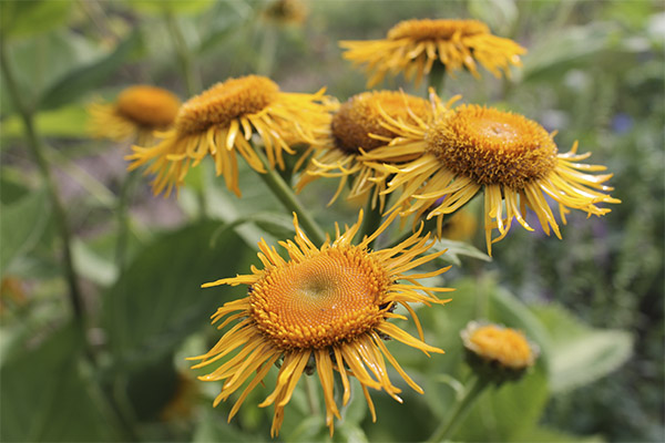 Elecampane