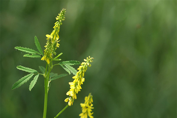 Sea buckthorn in folk medicine