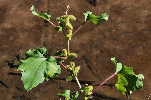 Xanthium strumarium tradicionālajā medicīnā