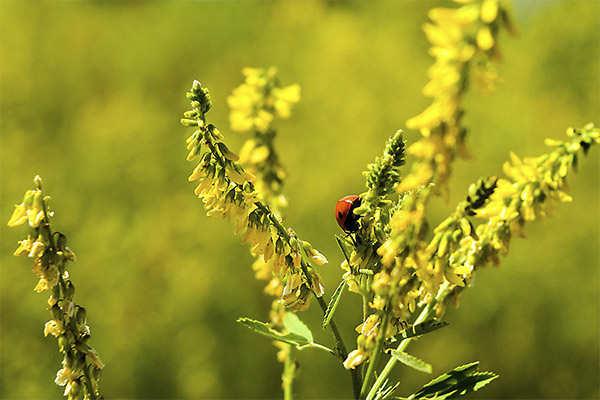 Interesting facts about mother liquorice