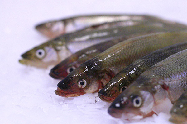 Smelt Facts