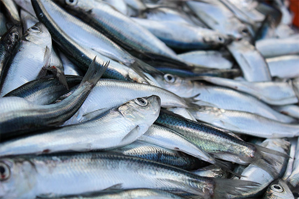 Herring Facts