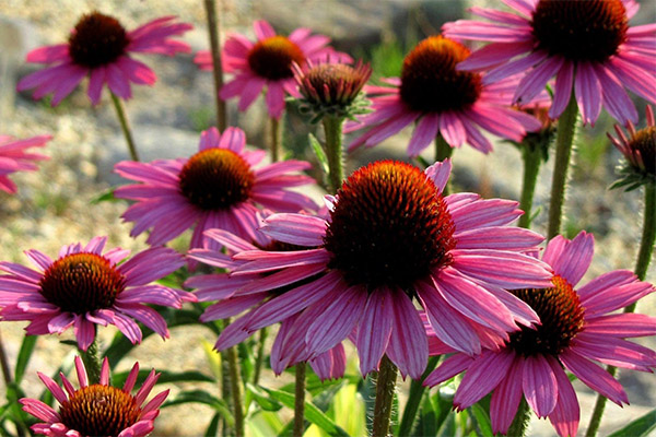 Echinacea în medicina tradițională