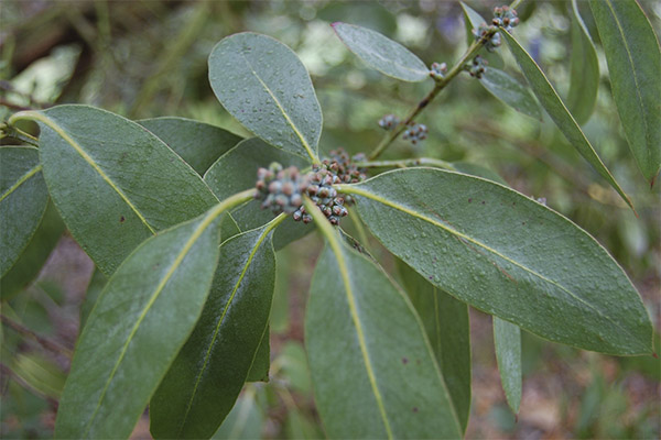 How to use eucalyptus in cooking