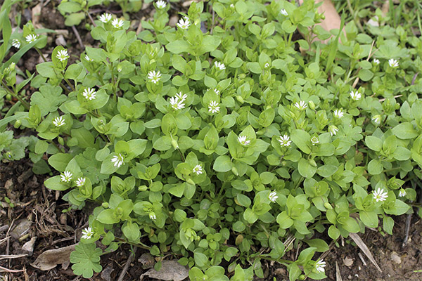 How to get rid of woodlice in a kitchen garden