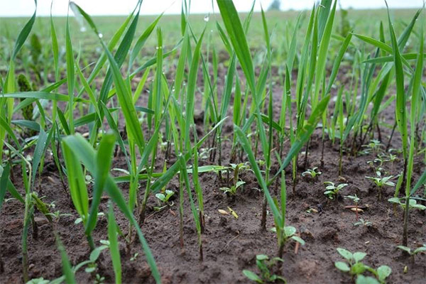 How to get rid of wheatgrass in the garden