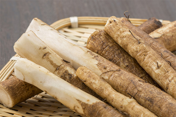 Burdock root in folk medicine