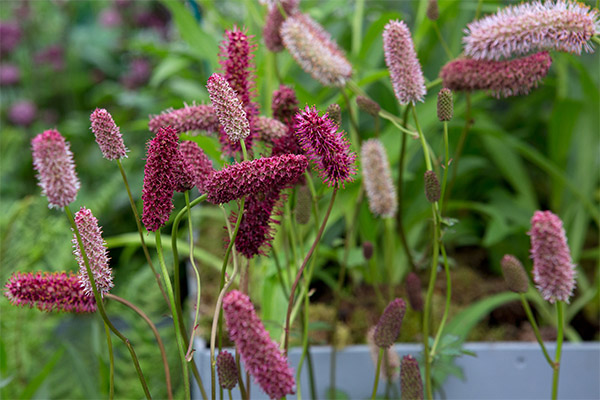 Bloodthistle în medicina tradițională