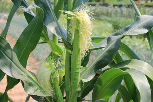 Corn stigmas in folk medicine