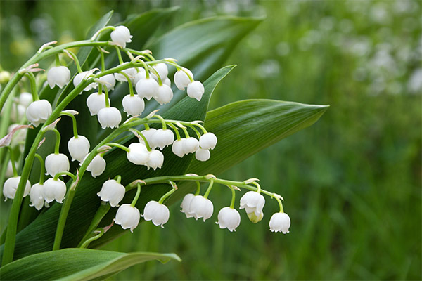 Lily of the valley