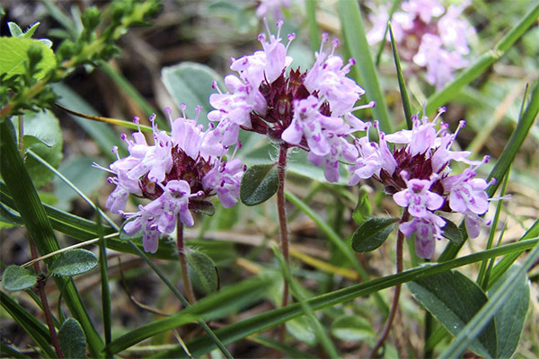 Thyme Medicinal Properties