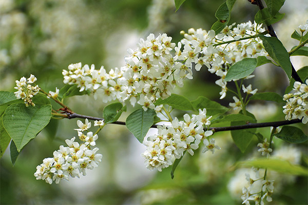 Therapeutic properties of bird cherry