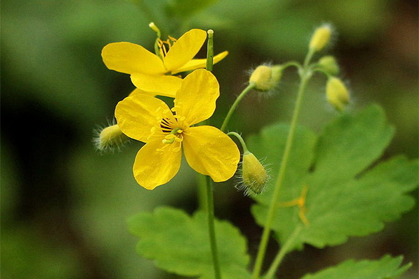 Therapeutic properties of celandine