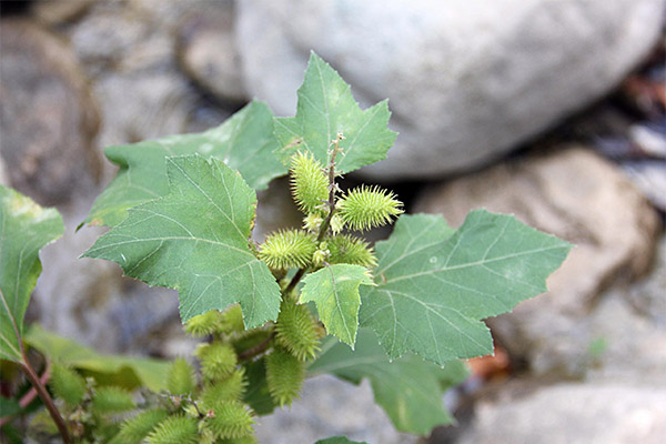 Xanthium ārstnieciskās īpašības