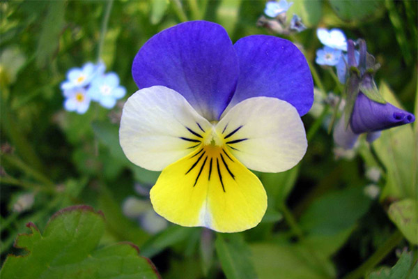 Proprietăți terapeutice ale violetului tricolor