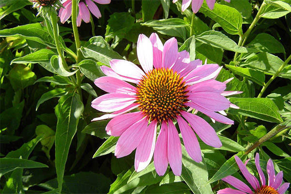 Echinacea proprietăți medicinale