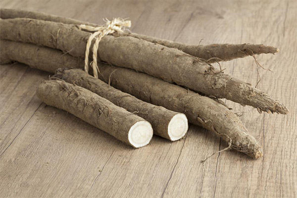 Therapeutic properties of burdock root