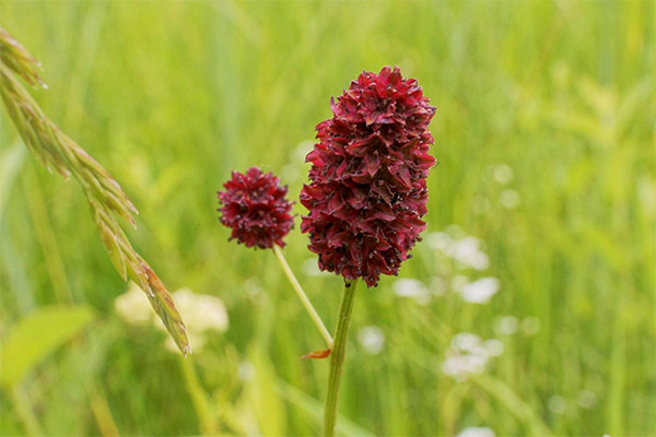 Therapeutic properties of burnet