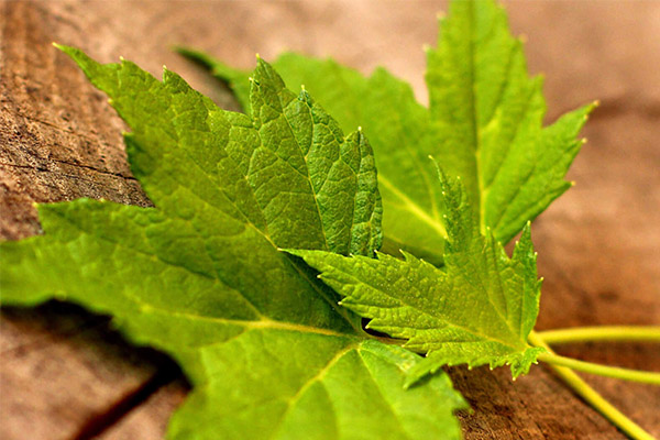 Currant Leaf Proprietăți medicinale