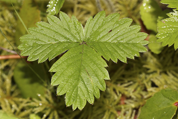 Therapeutic properties of strawberry leaves