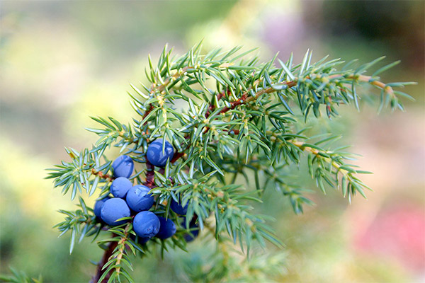 Medicinal Properties of Juniper