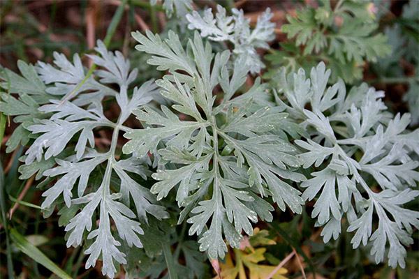 Terapeutické vlastnosti Mugwort